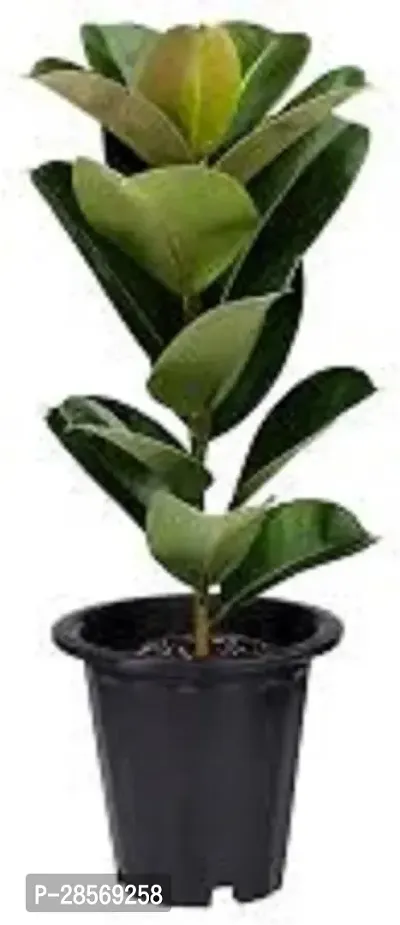 Platone Ficus Plant Ficus Plant32-thumb0