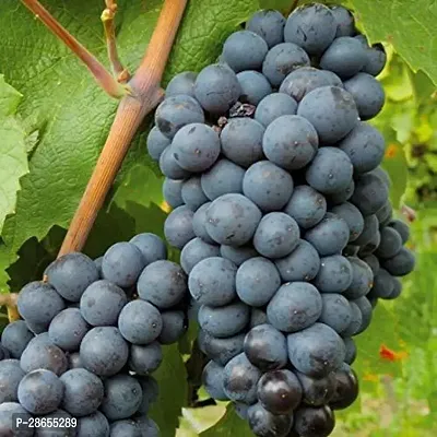 Platone Grapes Plant Grape Vine Plant Black Hamburgh Plant in Polybag (1 Healthy Live Plant) C