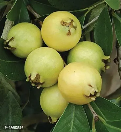 Platone Guava Plant Lemon Guava Plant