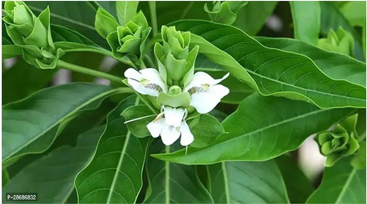 Platone ZZ Plant Gardens Rare Justicia adhatoda (Malabar Nut) - Medicinal Plant : AdalodakamAdosaAdulsaAduraspeeAdusogaeAdathodaiBhekkar 1 Healthy Live Plant With Plastic Bag