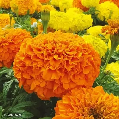 Platone Marigold Plant MARI876-thumb0