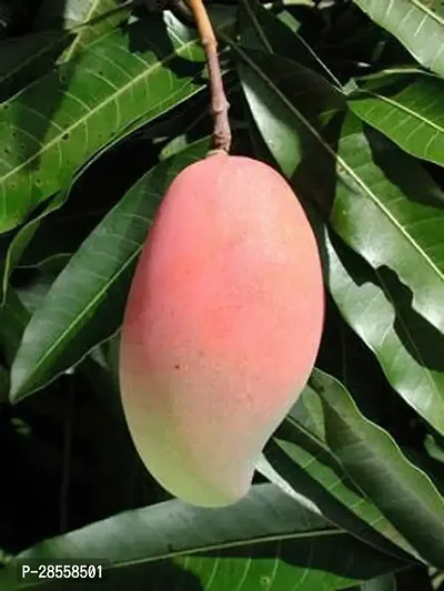 Platone Mango Plant Pink Ivory Mango Plant-thumb0