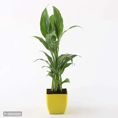 Platone Lily Plant TIGmlily25