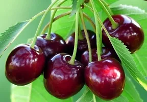 Platone Cherry Fruit Plant cherry fruit plant-4-thumb1