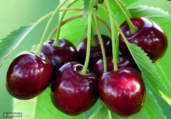 Platone Cherry Fruit Plant cherry fruit plant-4-thumb2