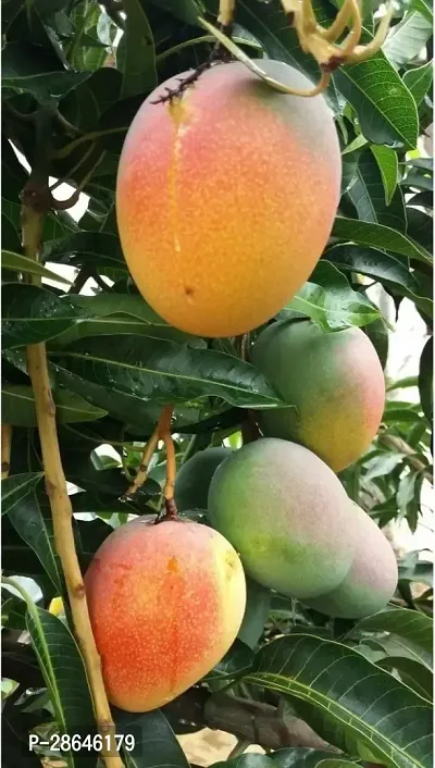 Platone Mango Plant MANGO_JAPANESE_VARIETY_226-thumb0