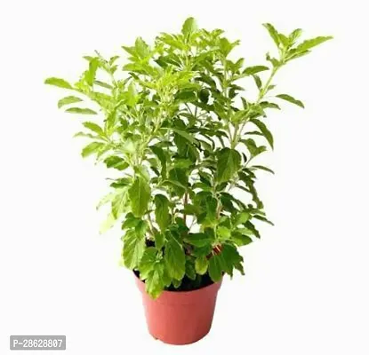 Platone Tulsi Plant TYUI-thumb0