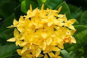 Platone Ixora Plant IXORA PLANT LLKJP-thumb1