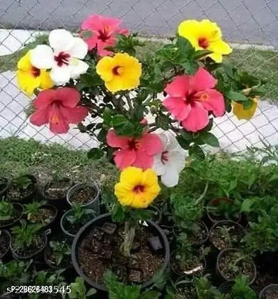 Platone Hibiscus Plant multi grafted china rose