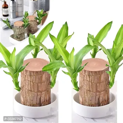 Brazil Bamboo Long Live Plant without Pot, Pack of 2