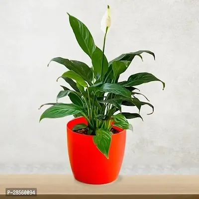 Platone Peace Lily Plant PEACE LILY FLOWER PLANT-P6-thumb0