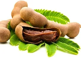 Platone Tamarind Plant Tamarind Plant (Tetul )-thumb1