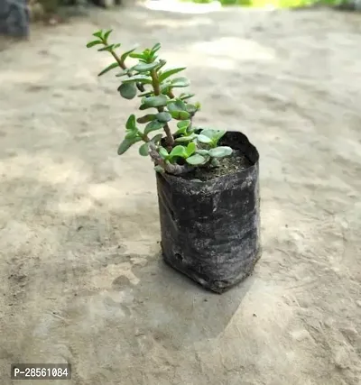 Platone Jade Plant Jade Plant-22-thumb0