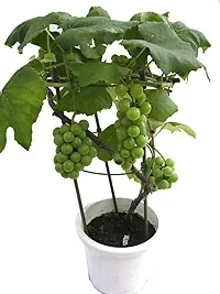 Platone Grapes Plant grapes plant 78-thumb2