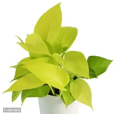 Platone Money Plant RPD NEW Golden Money Plant-thumb0