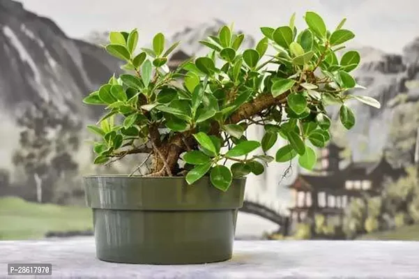 Platone Ficus Plant ficus3