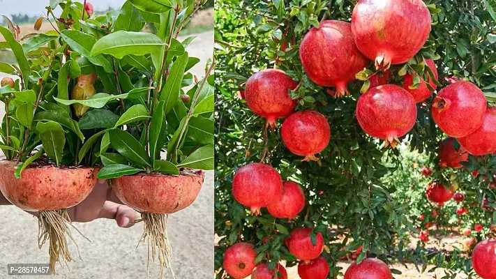 Platone Pomegranate Plant Pomegranate Plant 305