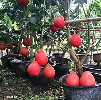 Platone Pomelo Plant Thai Red Batabi Plant