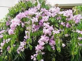 Platone Turtle Vine Plant GARLIC VINE PLANT PPUY-thumb1