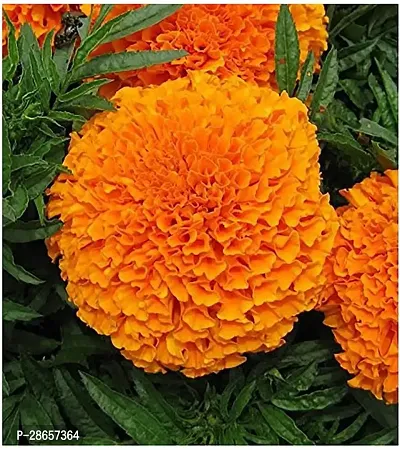 Platone Marigold Plant Gardens Marigold Orange Live Plant 1 Healthy Live Plant With Plastic Bag-thumb0