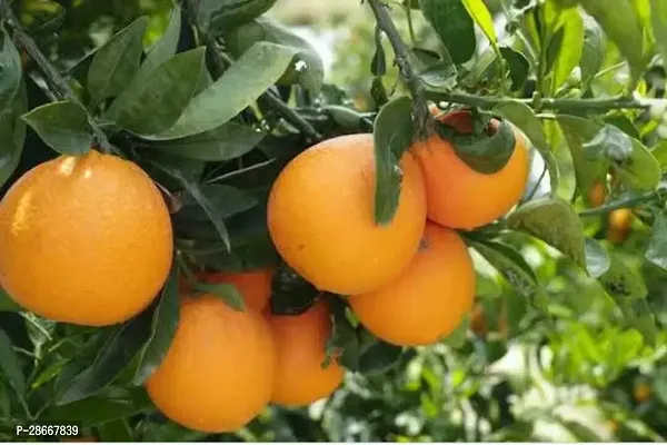 Platone Orange Plant Orange Fruit Plant-thumb3