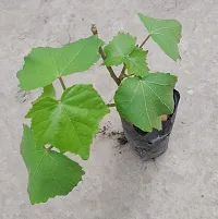 Platone Lotus Plant Land Lotus Sthal Padma white-thumb2