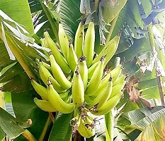 Platone Banana Plant BANANA PLANT OOLP-thumb1