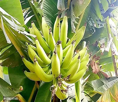 Platone Banana Plant BANANA PLANT OOLP-thumb2