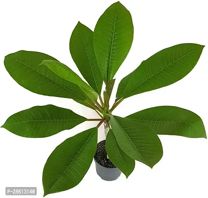 Platone Plumeria Plant RS-champ012