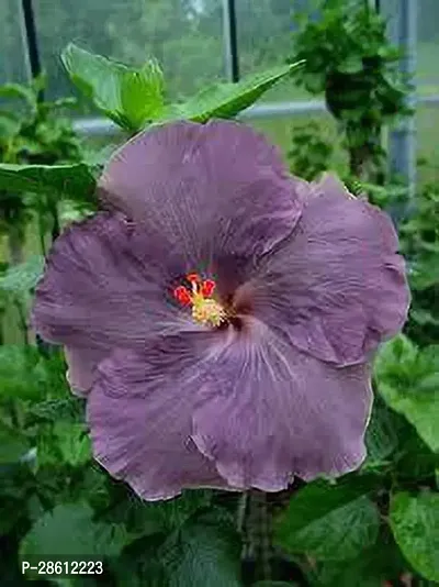 Platone Hibiscus Plant 158Hibiscus Hybrid Plant