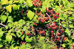 Platone M-Technologies Tropical Fruit Live Plant - Dwarf Rare Rubus fruticosus Blackberry Tasty Fruit Live Plant (1 Plant) Dwarf Rare Rubus fruticosus Blackberry Tasty Fruit Live Plant-thumb1