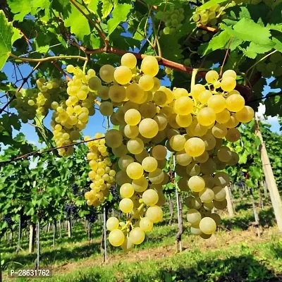 Platone Grape Plant RSP_504-thumb0