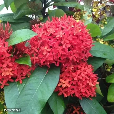 Platone Ixora Mini Red Flowering Plant IXORA MINI RED FLOWERING PLANT-thumb0