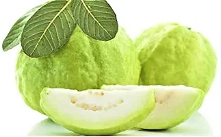 Platone Guava Plant hybridguava0625-thumb1