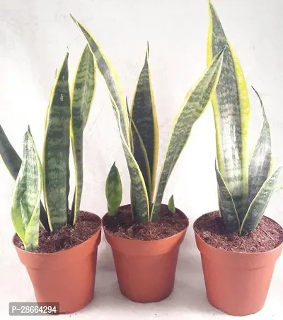 Platone Snake Plant NH-sNKG-thumb2