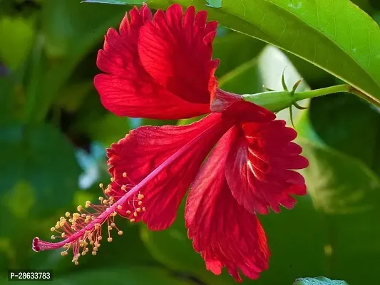 Platone Hibiscus Plant IBICUS33