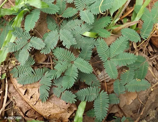 Platone Lantana Plant Baby lojjaboti plantMimosa tree