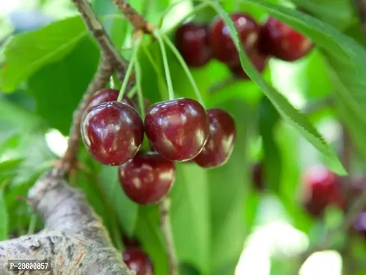 Platone Cherry Fruit Plant cherry plant TREES CP