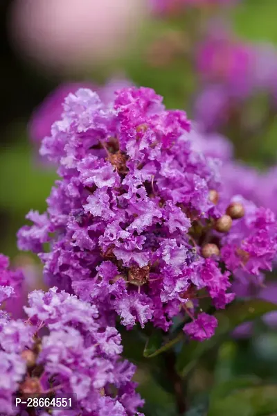 Platone Jasmine Plant Purple Lagerstroemiapurush flowerlagerstroemia speciosapride of India Queen Crape Myrtle flower plant