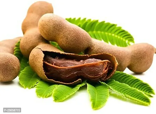 Platone Tamarind Plant Tamarind Plant (Tetul )-thumb2