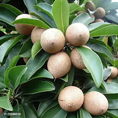 Platone Chiku Plant Chiku Fruit Live Plant