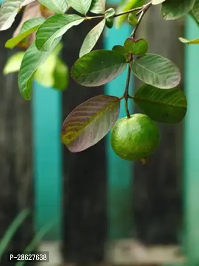 Platone Guava Plant Guava Plant gg