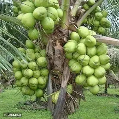 Platone Coconut Plant Hybrid Kerala CoconutCoconutkerala coconutHAZARI NARIYAL