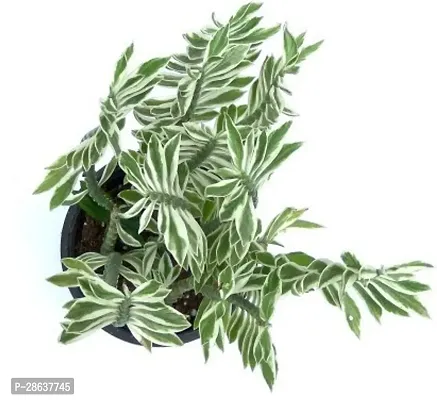 Platone Pedilanthus Plant Devils Back Bone Succulent Plant