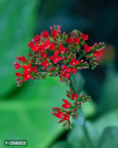 Platone Trothic IxoraChethi Plant Trothic Ixora Chethi Red Plant Live Flower Disha-999222