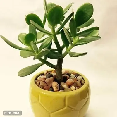 Platone Money Plant Lucky JADE Plant (Friendship Plant Goodwill plantMoney plant) with Buddha head pot