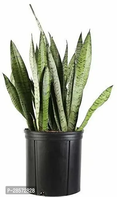 Platone Snake Plant Green Air Purifier Snake Plant with Self Watering Pot-thumb0