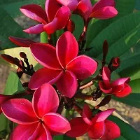 Platone Plumeria Plant Plumeria Flower Plant-thumb1