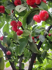 Platone Jamun Plant Red Wax AppleWater AppleJamun Jamrul Live Plant.-thumb2