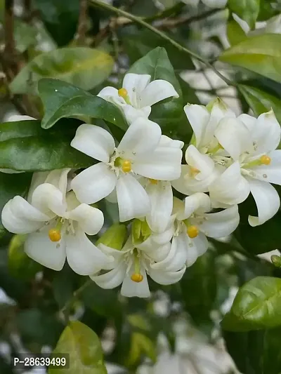 Platone Murraya Paniculata Plant Kamini Flower Murraya PaniculataPlant CF00971-thumb0